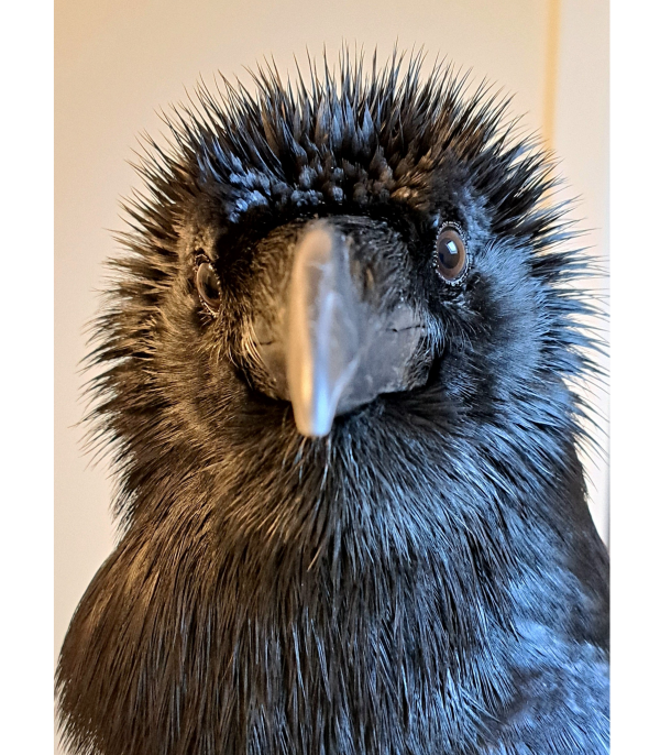 Sunflower Girl T-shirt Unisex