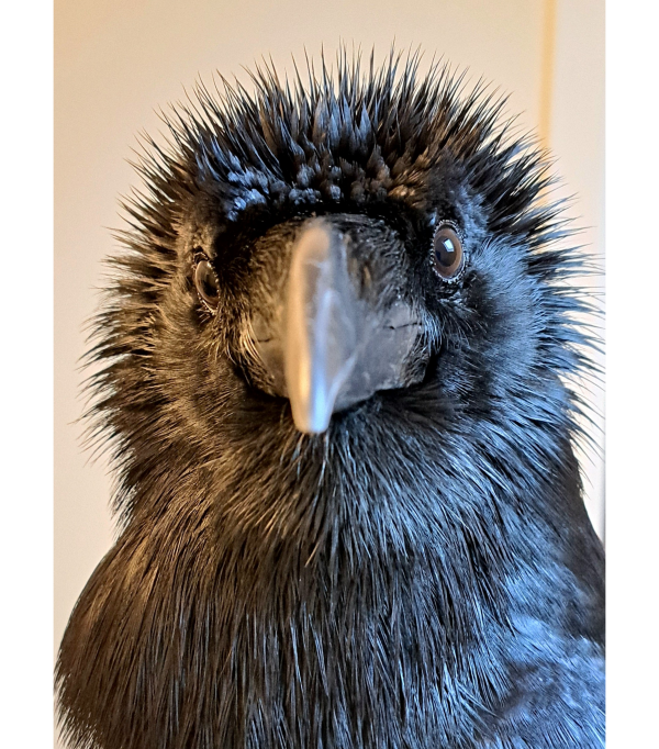 Sunflower Girl T-shirt Unisex