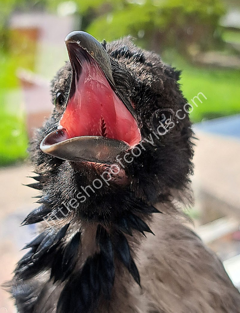 "Baby Gilbert" Hooded Crow Fledgling Poster
