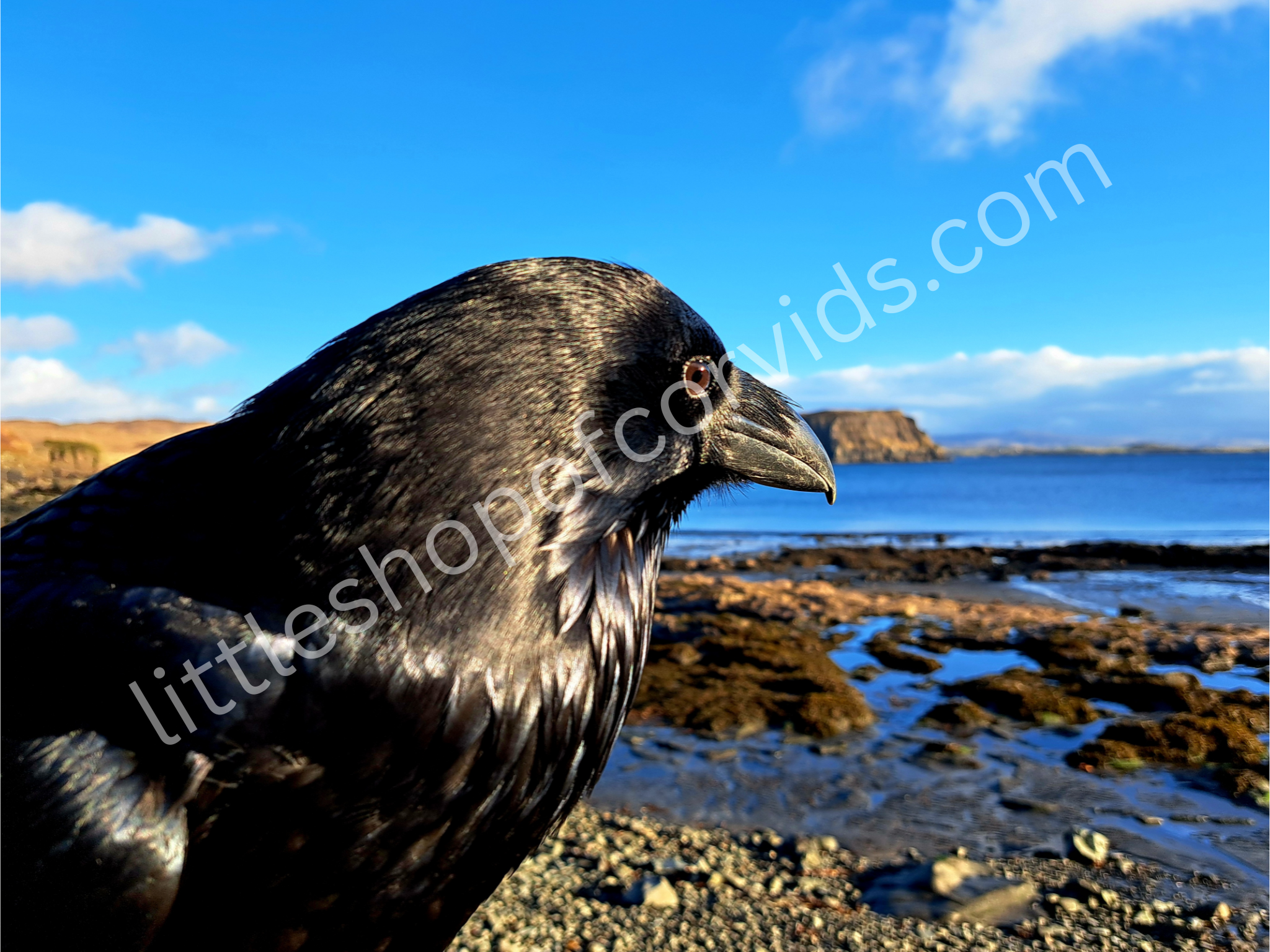 "Ragnar Looks Out to Sea" Classic Mug Mug Classic - Full Print